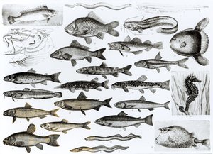 Ictiología, peces óseos, marispos de English School